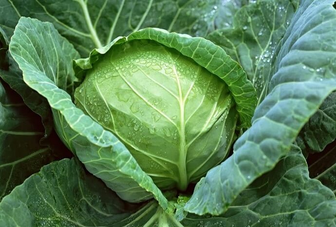 Sayur-sayuran Kubis