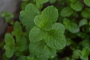 daun pudina atau cendawan