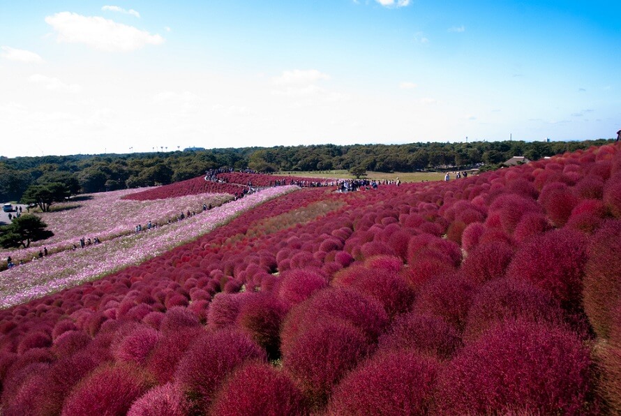 pemandangan menarik di Hitachi Seaside Park di Hitachinaka, Ibaraki, Jepun