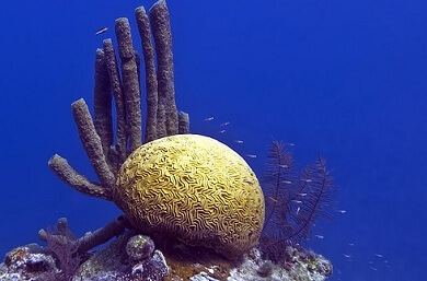 pemandangan menarik di Great Blue Hole di Belize