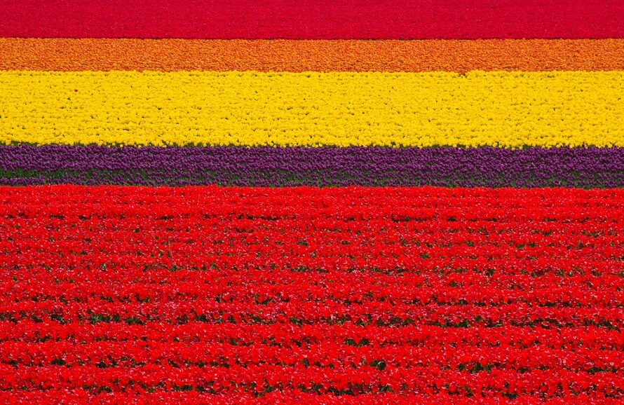 pemandangan menarik di ladang tulips dibelanda