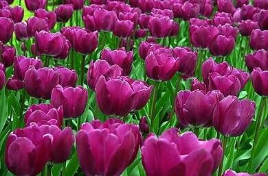 pemandangan menarik di ladang tulips dibelanda